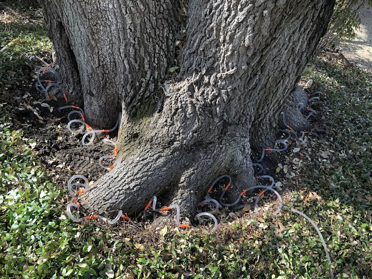 Detailed Tree Cabling and Bracing job site in Lincolnville