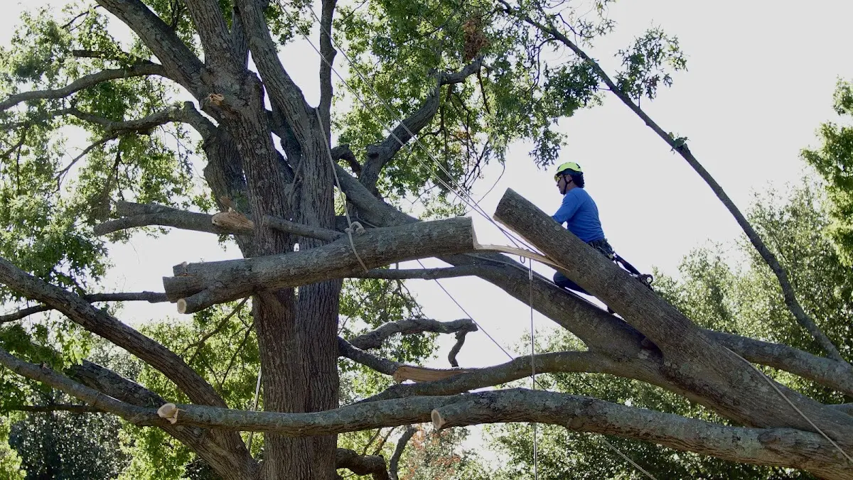 Professional Hazardous Tree Removal performed by certified arborists in Lincolnville