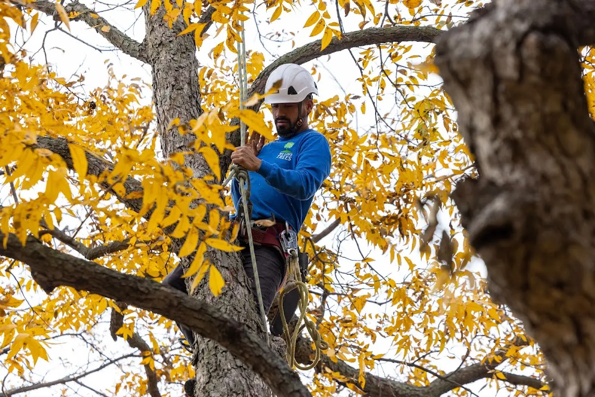 Skilled Tree Planting crew working in Lincolnville