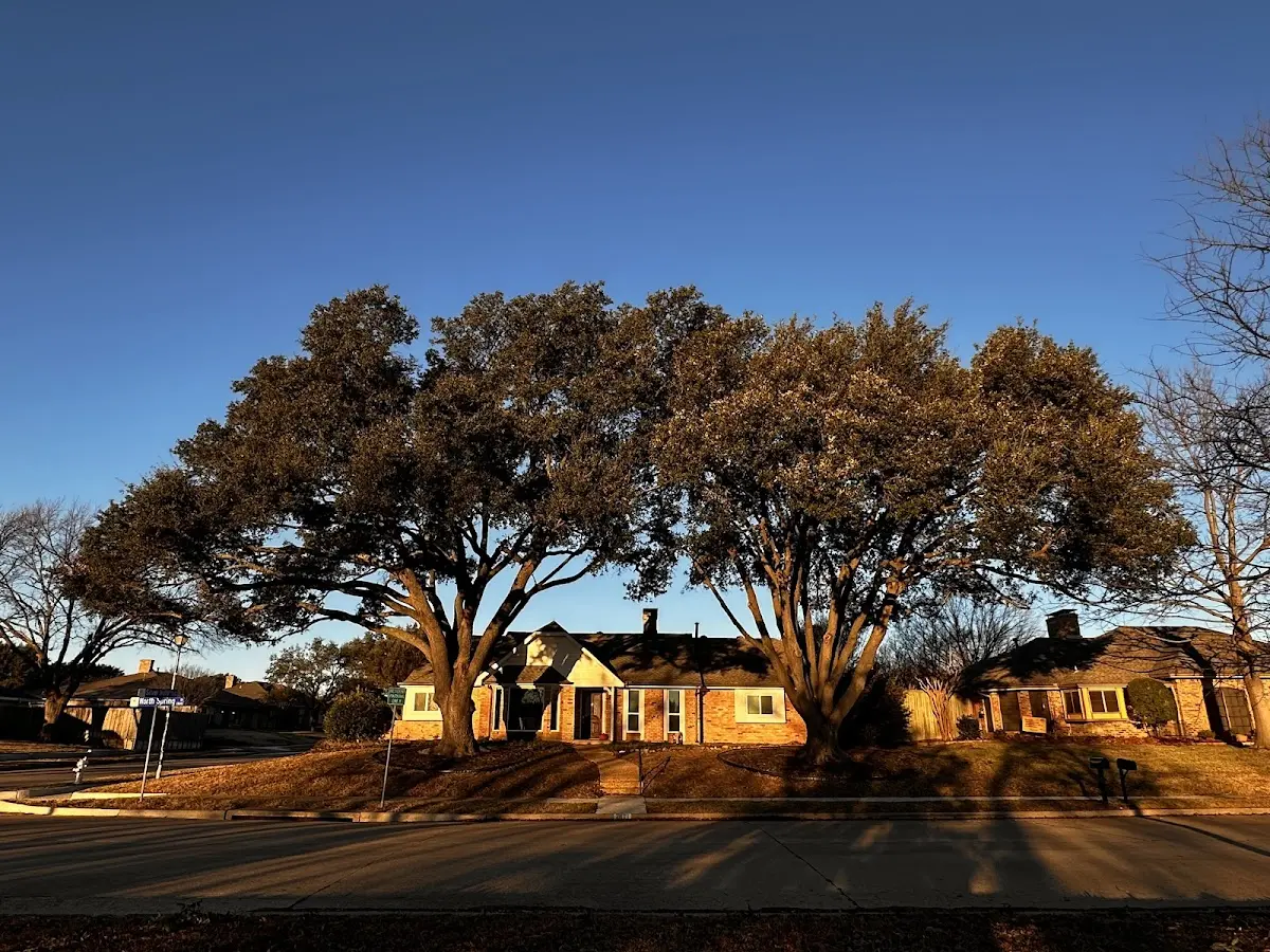 Established residential canopy tree shading a home in Lincolnville